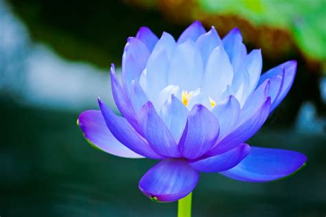 flor de loto azul - lada 91 de dónde es